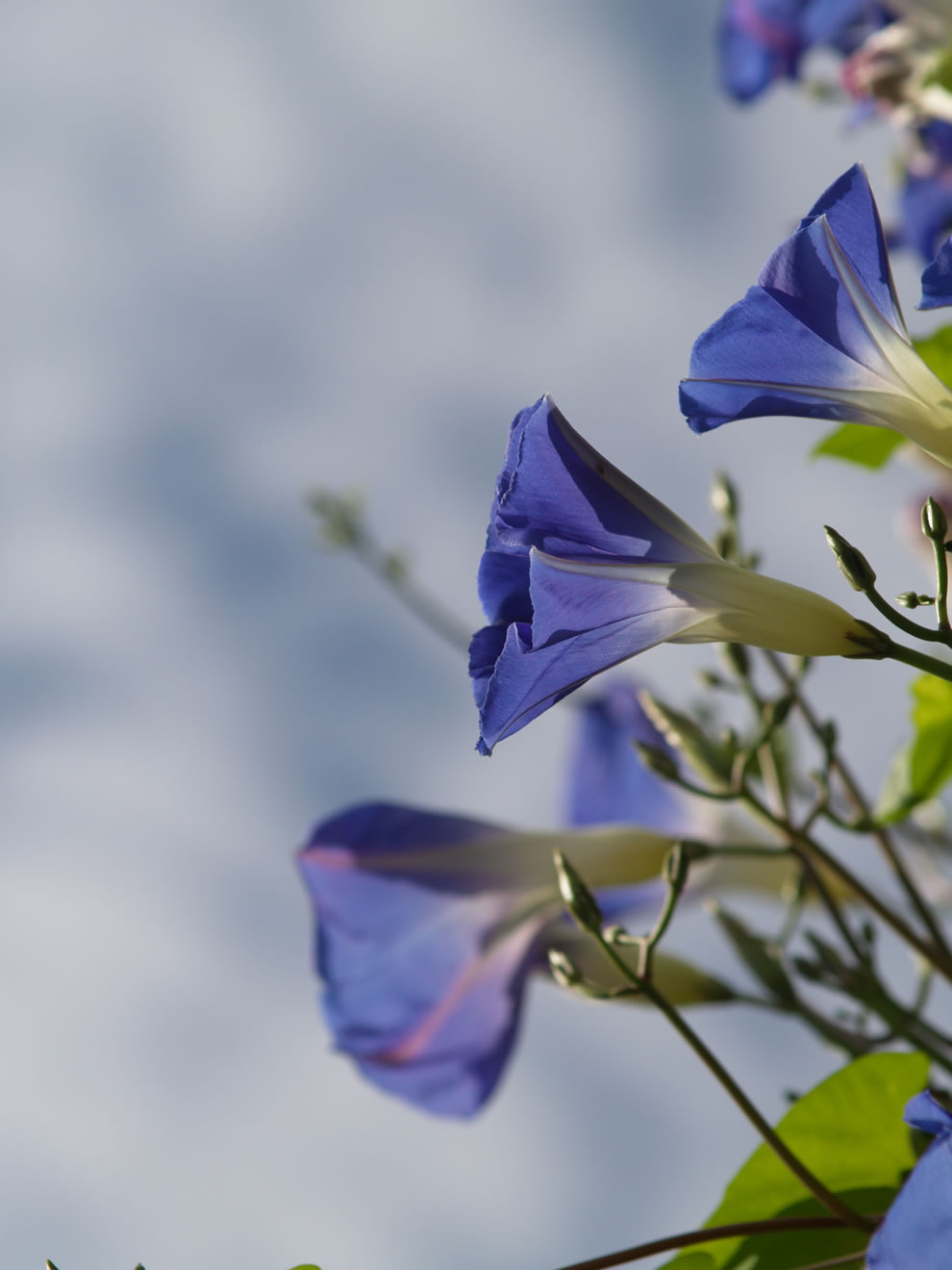 sky flower